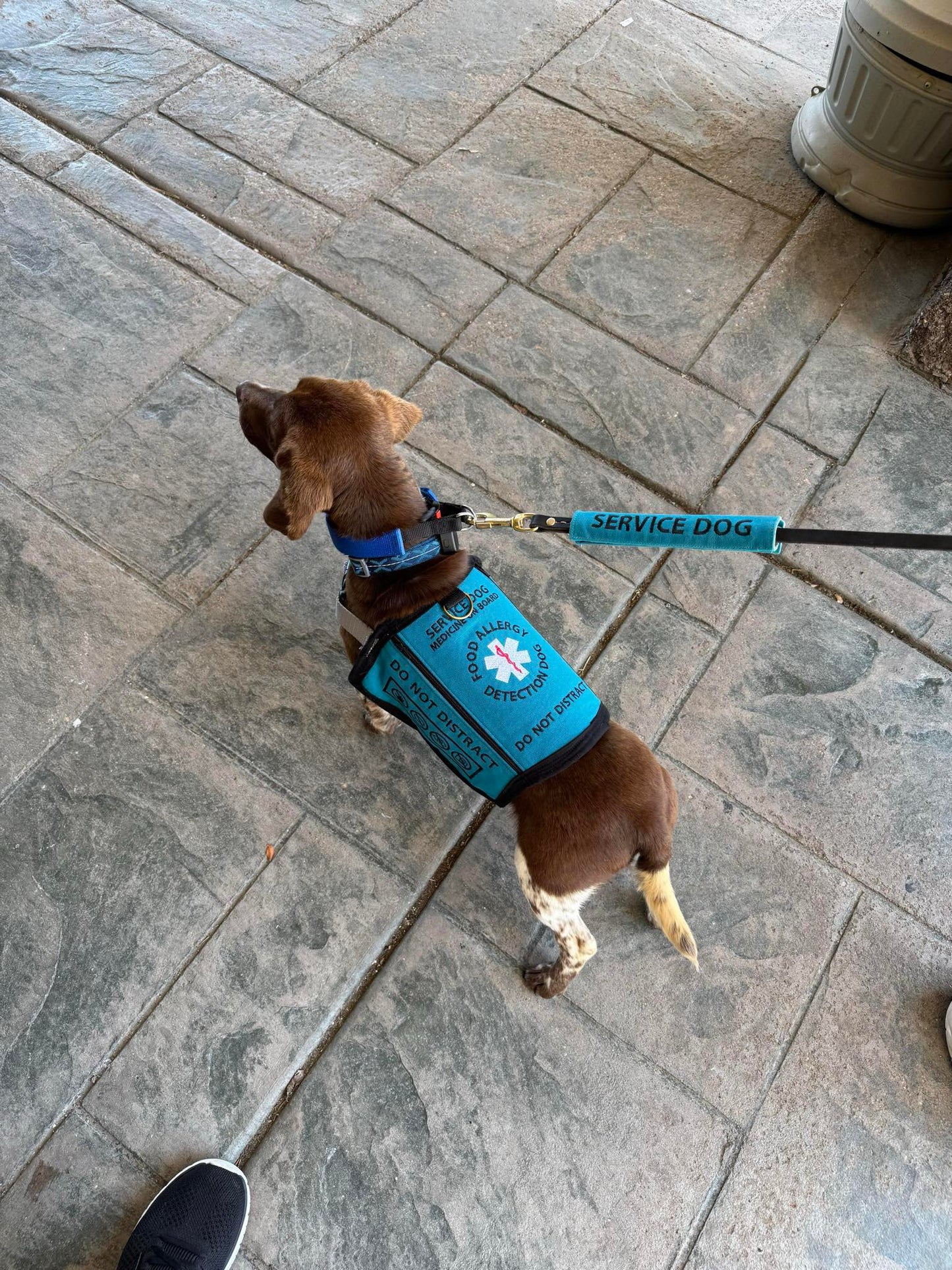 Custom Service Dog Vest