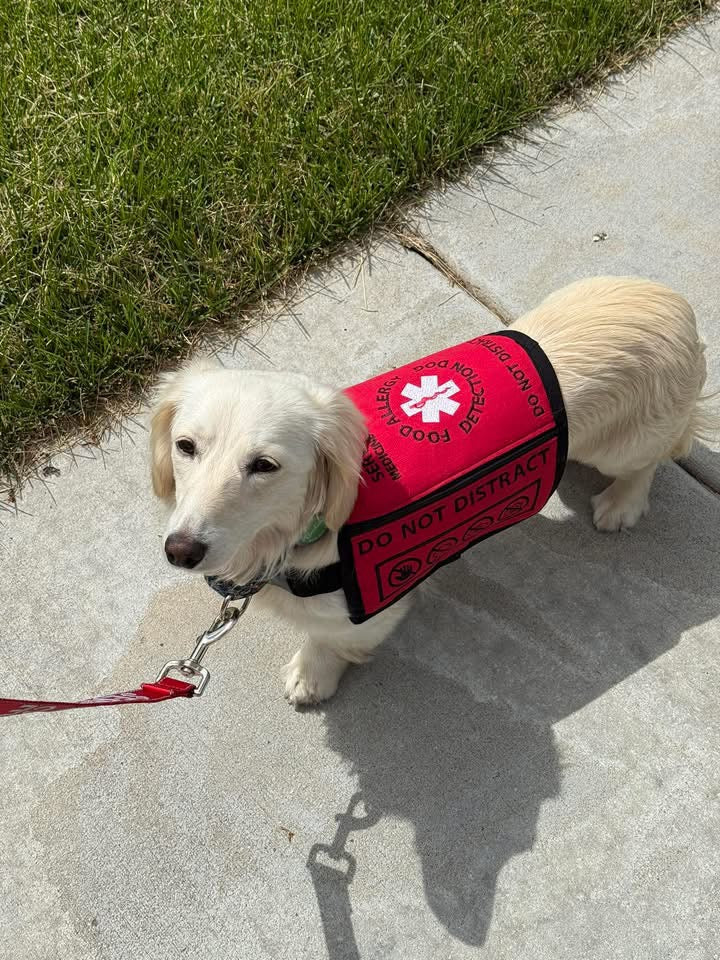 Custom Service Dog Vest