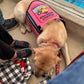 Custom Service Dog Vest
