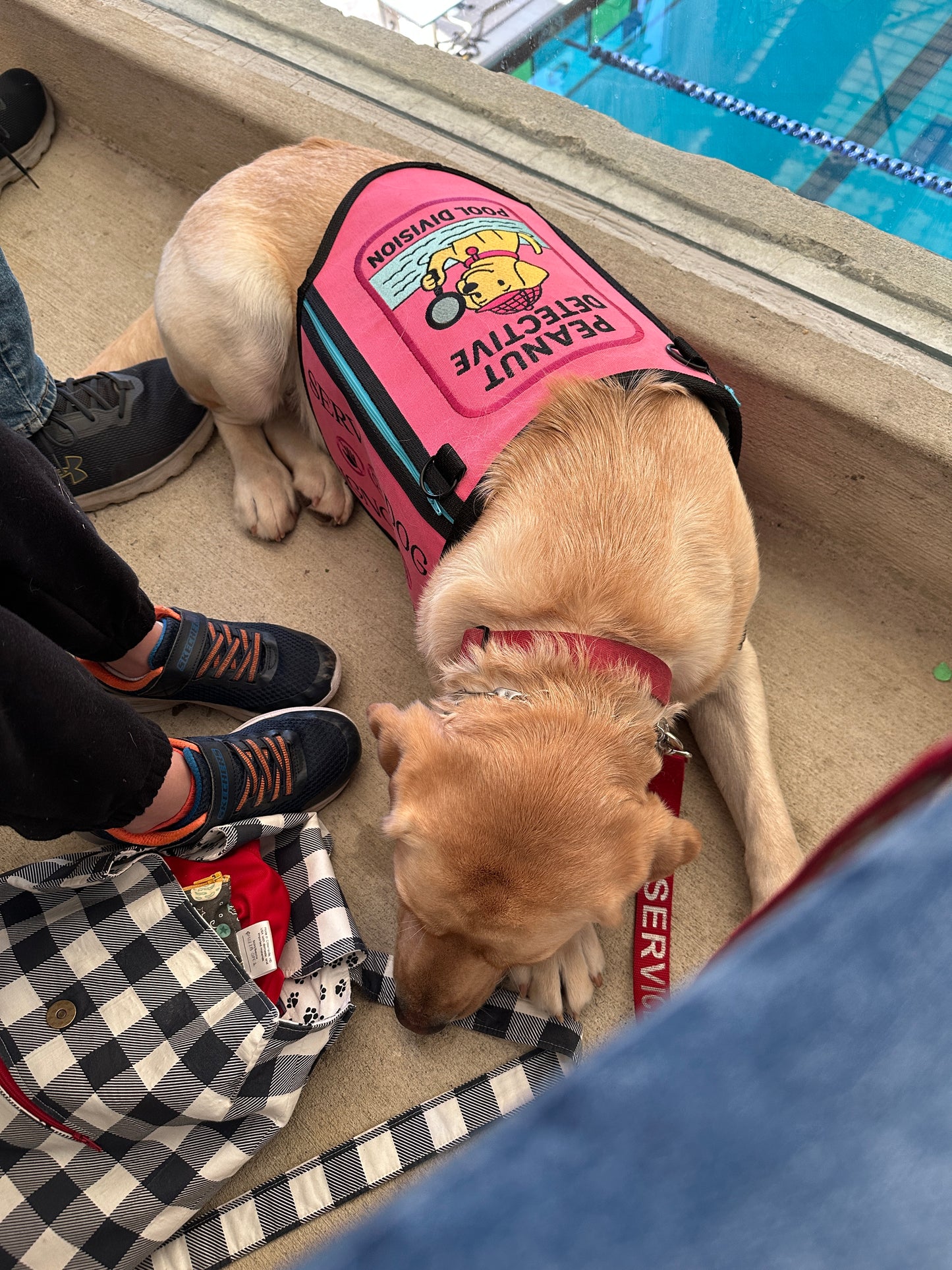 Custom Service Dog Vest